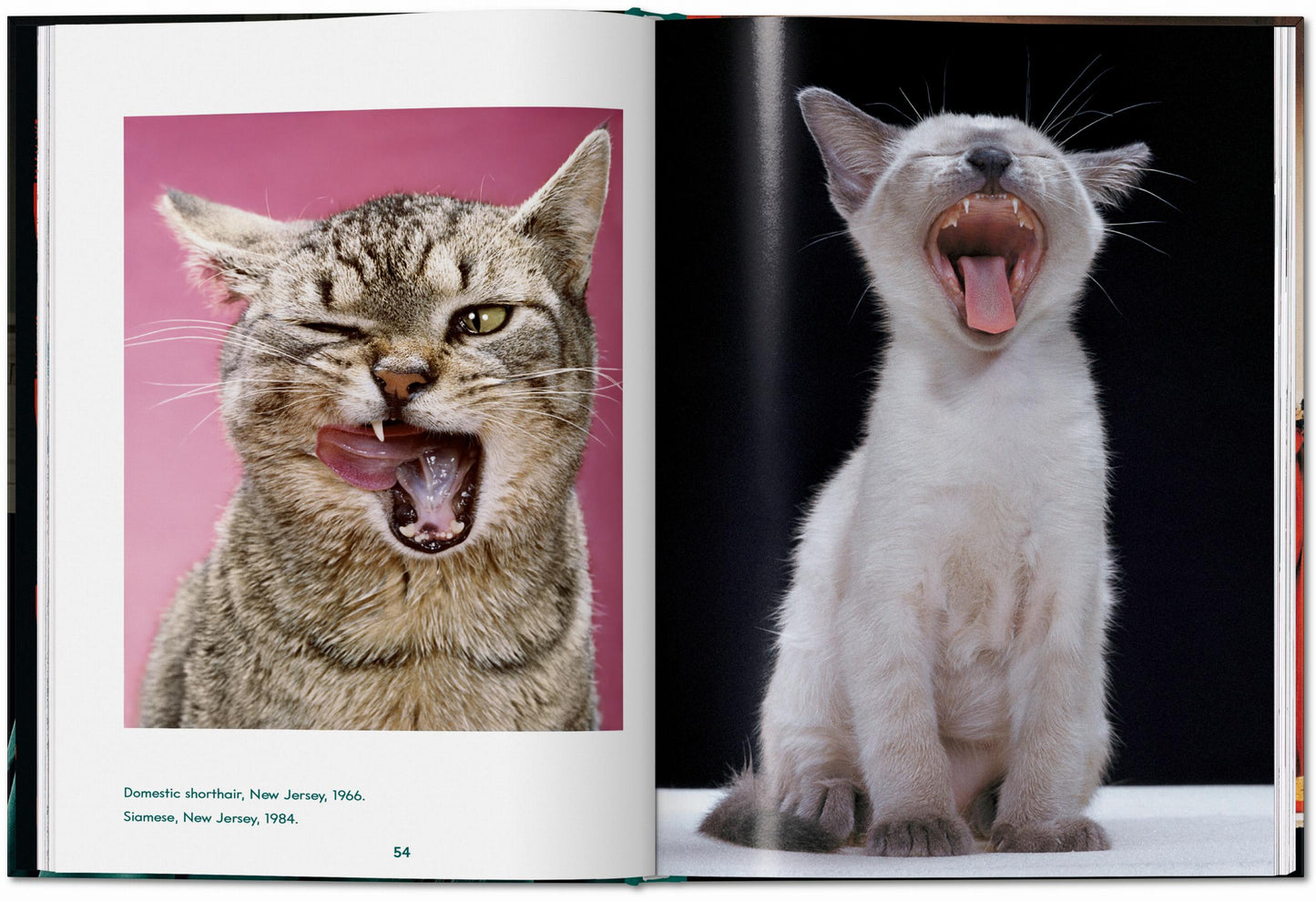 CATS