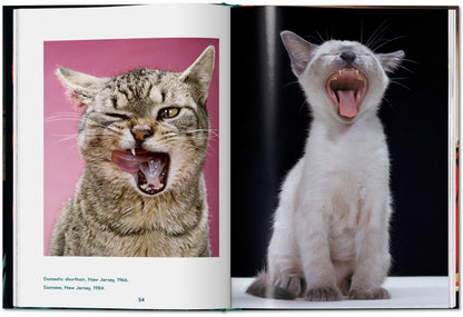 CATS