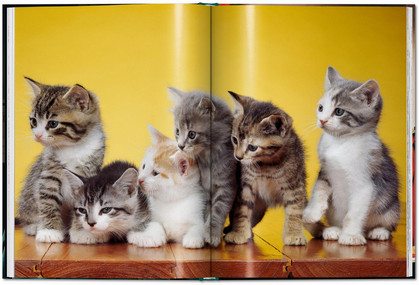 CATS