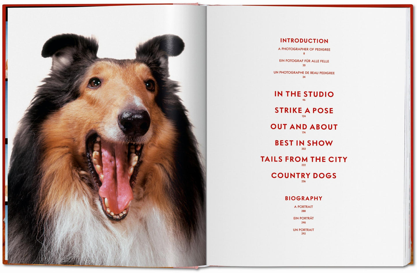 DOGS