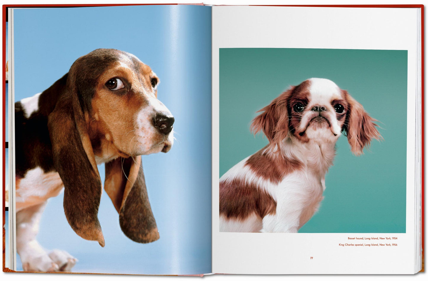 DOGS
