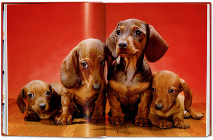 DOGS