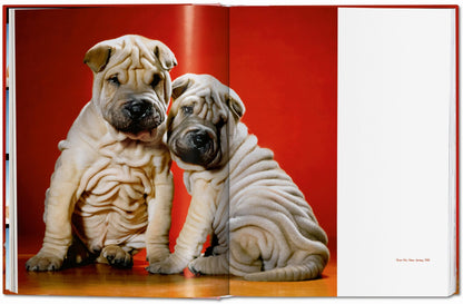 DOGS