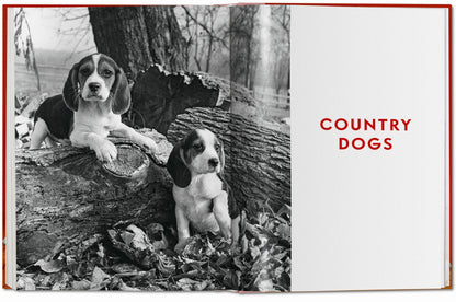 DOGS